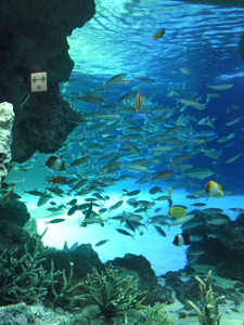 サンシャイン水族館