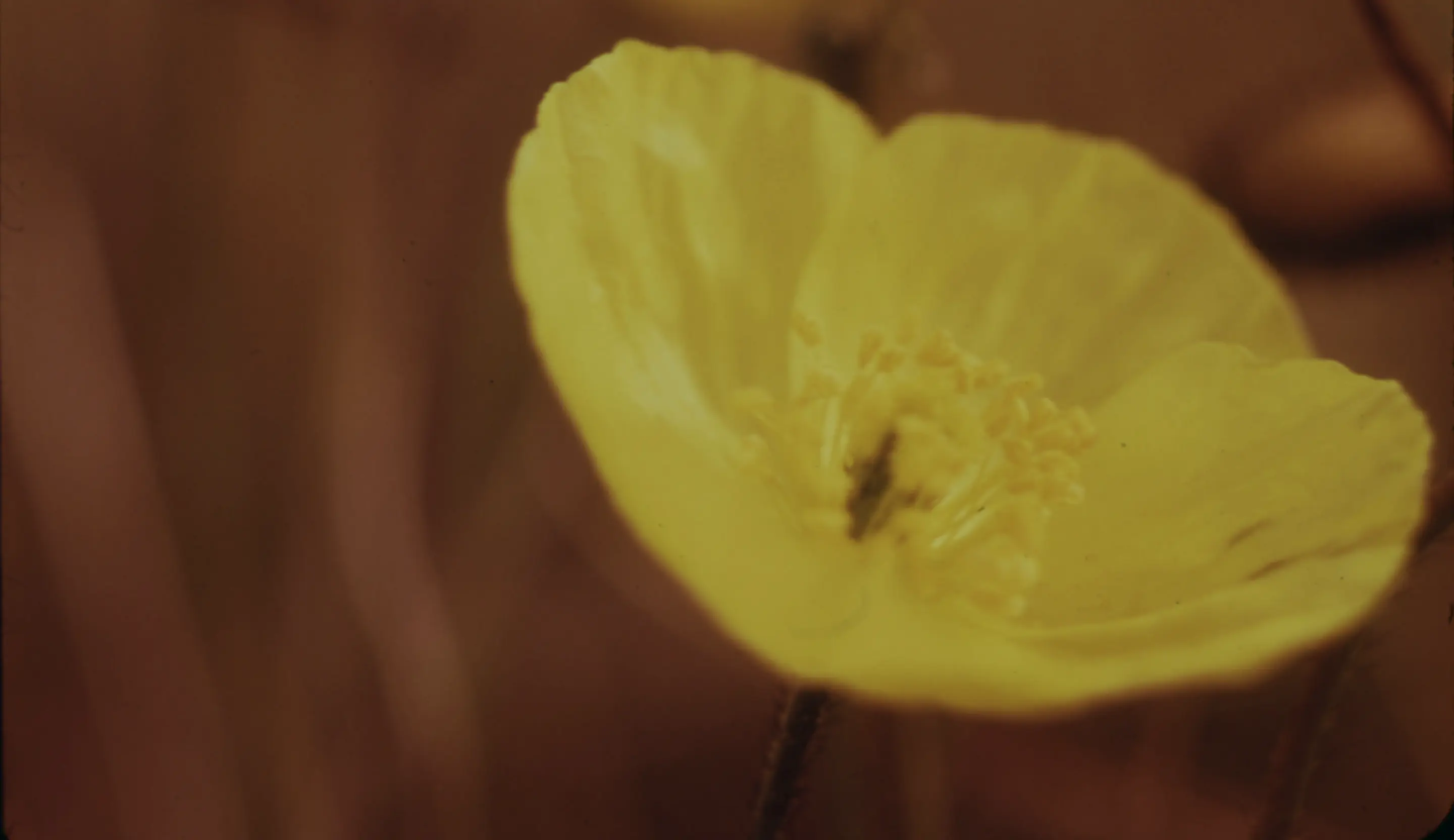 花の画像